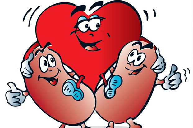 Your Kidneys and Heart are related