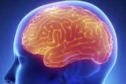 Risk factors of Brain Tumor