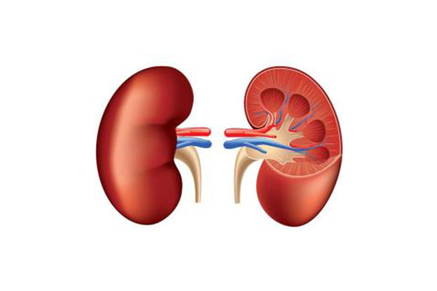 Advantages of Kidney Transplant