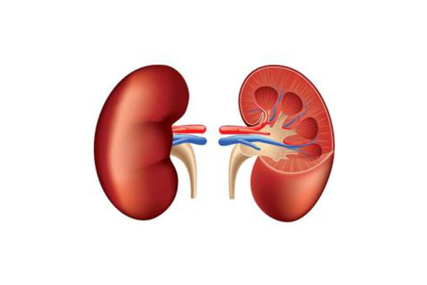 kidney transplant diagram