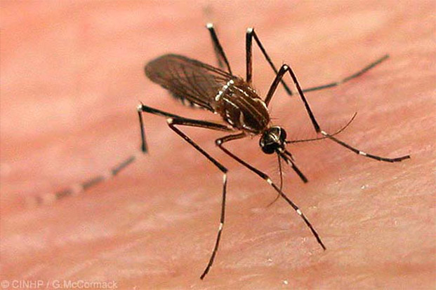 Dengue Mosquito - When Does It Strike