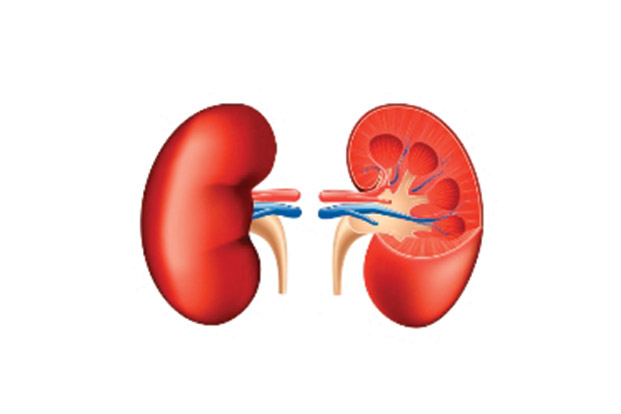 Treatment Options of Chronic Kidney Disease