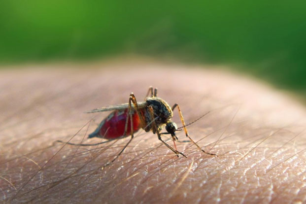 Causes of Malaria transmitted