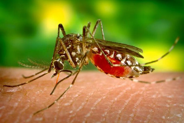 Life-Threatening Complications of Malaria?