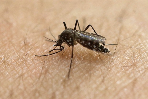 Mosquito spread Diseases 