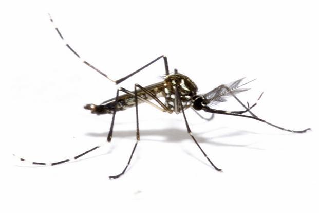 What is Chikungunya?