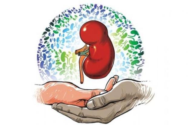 WHAT ARE THE TYPES OF KIDNEY TRANSPLANTS