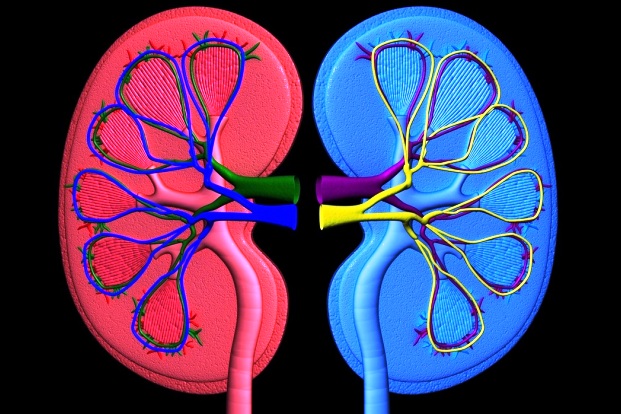 Symptoms, Causes and Risk Factors of Chronic Kidney Disease