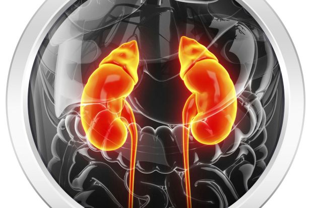 What Causes Kidney Failure, and What can be Done to Prevent it from Happening
