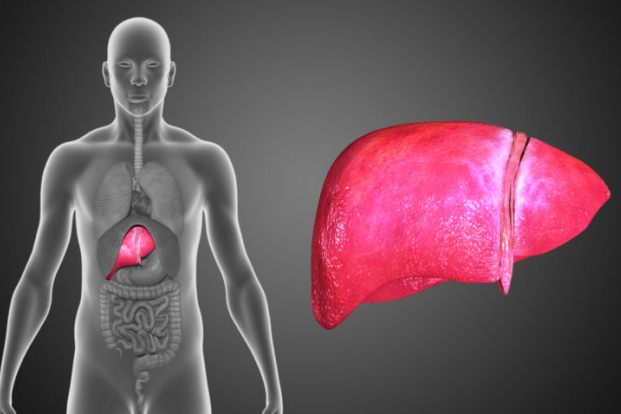 What are the symptoms of Fatty Liver?