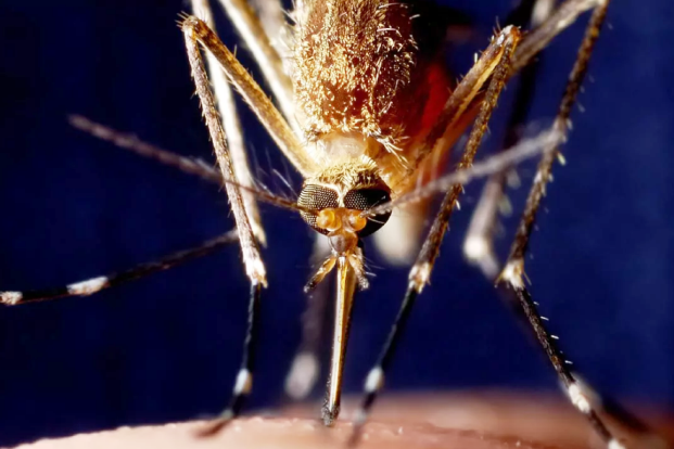 How Does Malaria affect the Human Body?