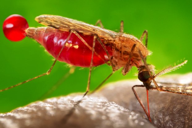 How to Prevent Malaria Transmission