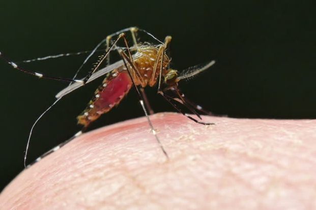 Is Malaria a virus?