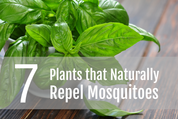 Natural Ingredients That Repel Mosquitos