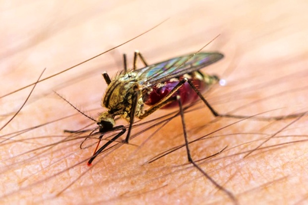 Is Malaria Contagious?