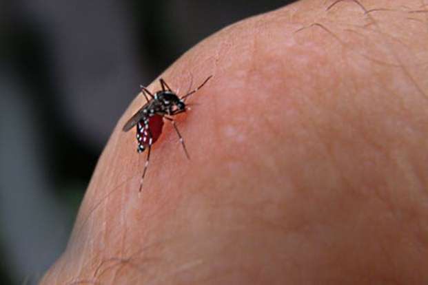 dengue hemorrhagic fever rash