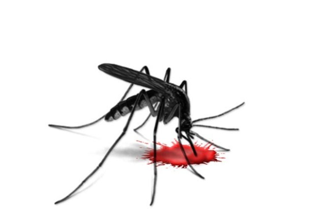 Avoid Dengue by Preventing Mosquito Bites:Maintain Hygiene