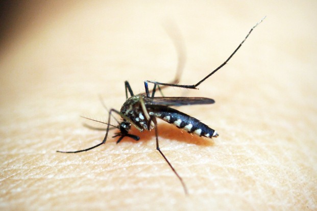 Why is malaria considered a communicable disease?