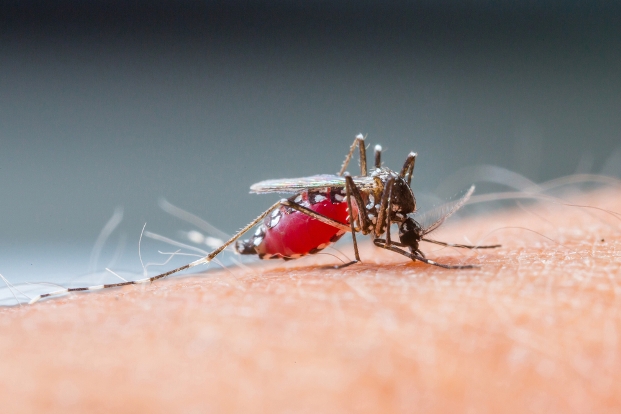 Malaria symptoms, diagnosis and treatment