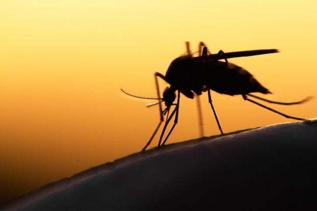 What does World Malaria Day signify?