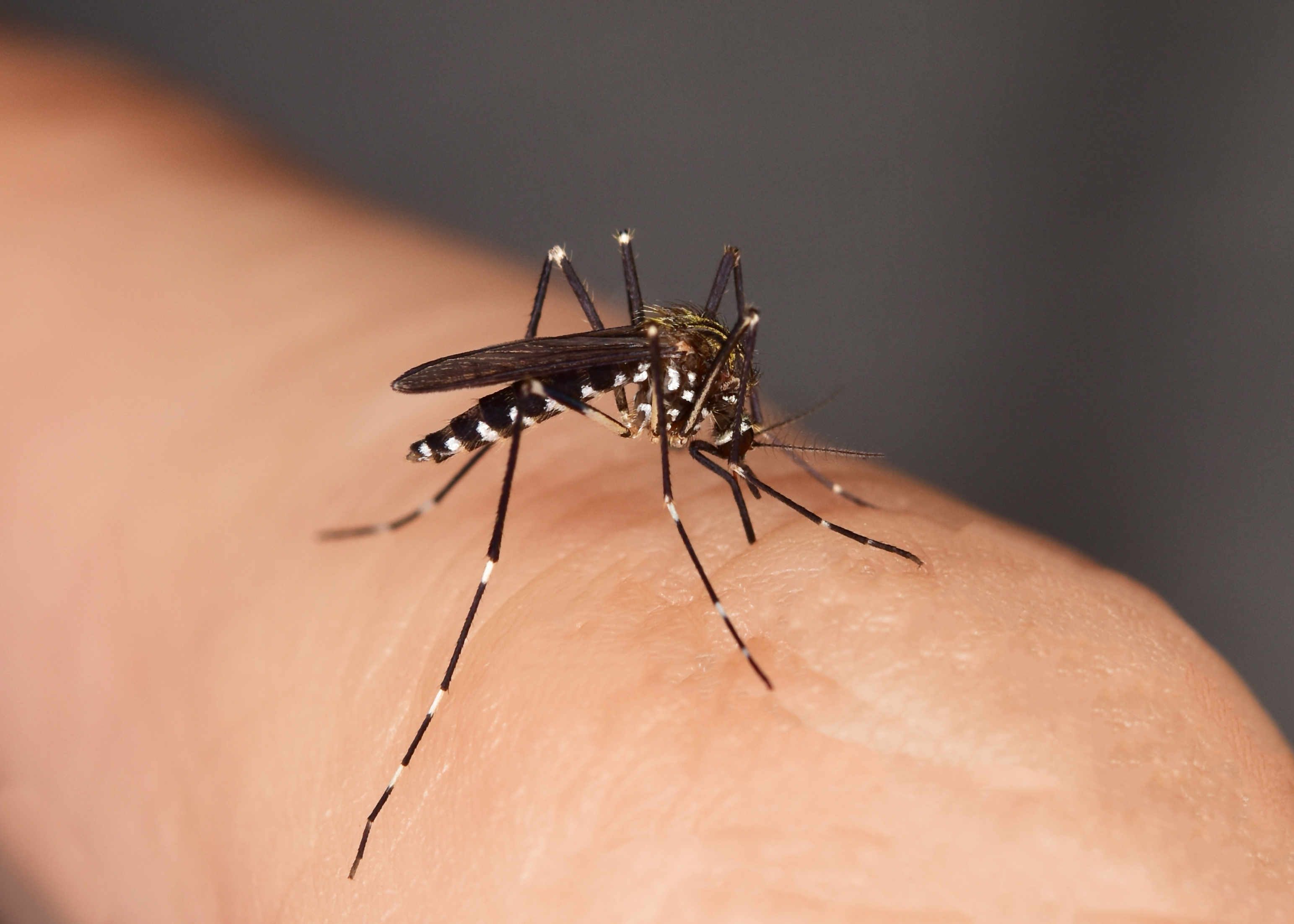 Know All About Dengue Fever